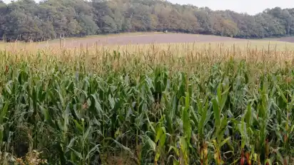 Maispflanzen versperren den Blick auf den Weyerberg bei Worpswede. Die "Vermaisung" der Landschaft wird immer mehr zum Problem: Naturschützer kritisieren die einseitige Förderung der Energiepflanze und fordern Alternativen.
