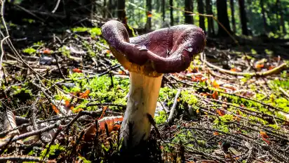 Im Herbst, der Hochsaison, findet man hierzulande Dutzende von Pilzarten und -sorten. Hier ein alter Täubling.