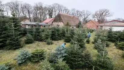 Der Weihnachtsbaumwald in Stickgras ist anderthalb Hektar groß.