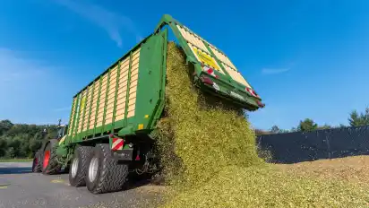 Jetzt ist Erntezeit: Mais-Häckselgut wird an einer Biogasanlage in einem Silo abgeladen.