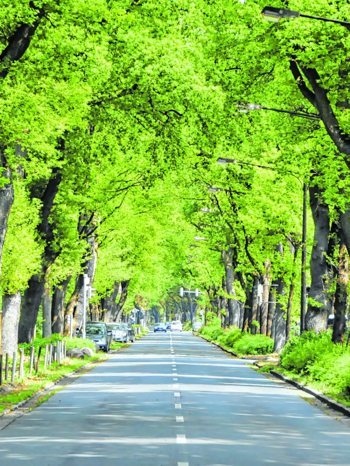 Eine Straße, viele Bäume