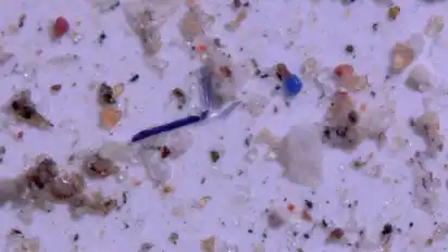 Eine starke Vergrößerung unter dem Mikroskop erlaubt Foschern das Zählen und Zuordnen von Mikroplastikstücken (undatierte Aufnahme). Foto: Janice Brahney/Utah State University/dpa