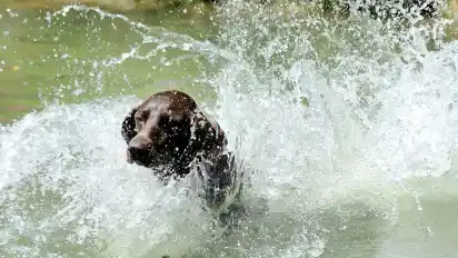 Abkühlung im Wasser oder auch nur die schöne Aussicht beim Gassi gehen: Hunde und ihre Besitzer sind an einigen Orten in und am Wasser erlaubt – an anderen nicht.