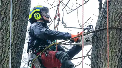 Die Bäume, die im Park gefällt werden, sind nicht mehr zu retten gewesen. Parkdirektor Tim Großmann will noch in dieser Woche Anfangen, nach Ersatz Ausschau zu halten.