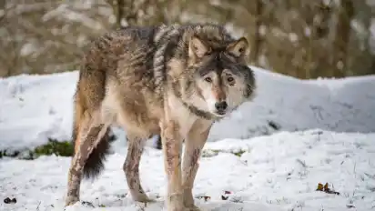 Grüne und Umweltverbände üben scharfe Kritik am Wolfsmanagement in Niedersachsen.