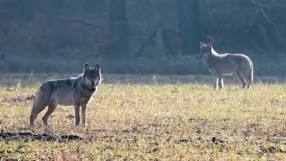 Der verhaltensauffällige Wolf Kurti (l.) war im Jahr 2016 der erste legal getötete Wolf in Deutschland seit der Rückkehr der Tiere nach der Wiedervereinigung.