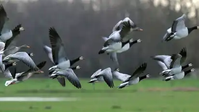 Hungrige Gänse im Anflug – besonders von Landwirten werden sie nicht gern gesehen.