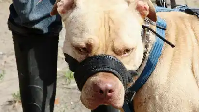 Kampfhunde müssen nach Bremischem Gesetz einen Maulkorb tragen.