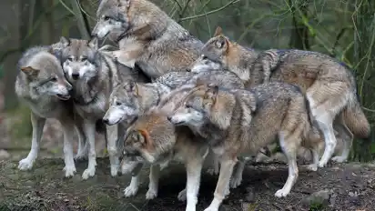 Zwei neue Rudel wurden in Niedersachsen nachgewiesen.