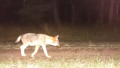 2013 lief ein Wolfswelpe auf einem Truppenübungsplatz bei Bergen in der Lüneburger Heide in eine Fotofalle. Seitdem werden immer neue Wolfsrudel in Niedersachsen entdeckt.