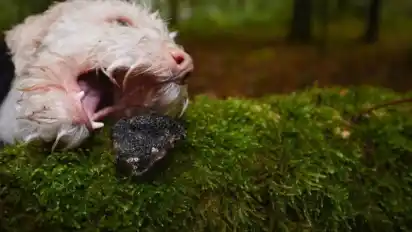 Ein italienischer Trüffelsuchhund der Rasse Lagotto Romagnolo bekommt eine Trüffel-Geruchsprobe von seinem Trainer.