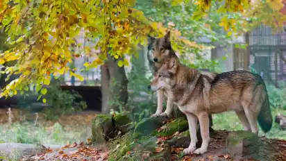 Im Wisentgehege in Springe sind die Wölfe so oder so ansässig. Zudem sollen sich inzwischen sieben Rudel in Niedersachsen angesiedelt haben.