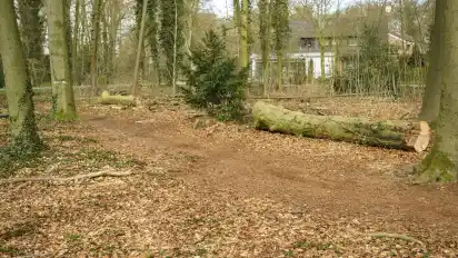 Einige der Bäume im Klosterwald Heiligenrode müssen aufgrund der Verkehrssicherheit gefällt werden.