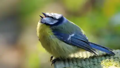 Diese kranke Blaumeise hat sich mit dem Bakterium Suttonella ornithocola infiziert. 2020 starben Tausende Vögel an dem Erreger. Jetzt grassiert er wieder.