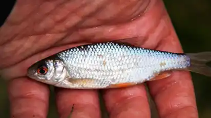 Der Bitterling ist ein seltener Fisch, der in den Seen der Galopprennbahn vorkommt. Er ist unter anderem Nahrung für den ebenfalls seltenen Eisvogel.