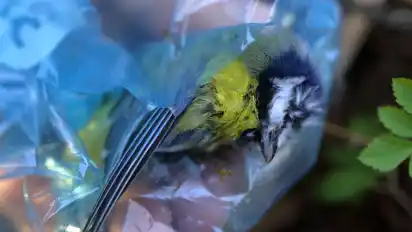 Allein im vergangenen Jahr gingen beim Nabu 24.000 Verdachtsmeldungen hinsichtlich infizierter Blaumeisen ein.