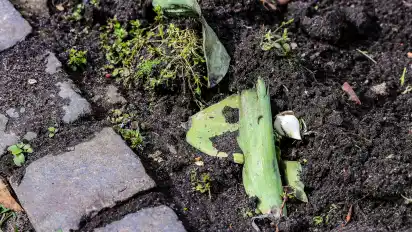 Viele Pflanzen und Blumen wurden aus den Beeten in den Wallanlagen gerissen.&#xa0;