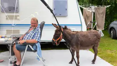 Sieht ungewöhnlich aus, gehört beim Märchencamping aber dazu: Henk Kroesen bekommt beim Frühstück Besuch von einem Esel. Die Tiere dürfen sich auf dem Platz frei bewegen.