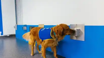 Studien zufolge können Hunde dank ihres ausgezeichneten Geruchssinns mit hoher Sicherheit Infektionen mit dem Coronavirus erkennen. Pokaa ist neben seiner normalen Ausbildung speziell auf den Corona-Virus trainiert worden. Foto: Philipp von Ditfurth/dpa