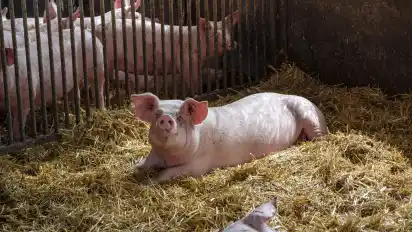 Wohlfühlfaktor: Die Schweine der Landschlachterei Wolters haben ausreichend Platz und liegen auf Stroh.
