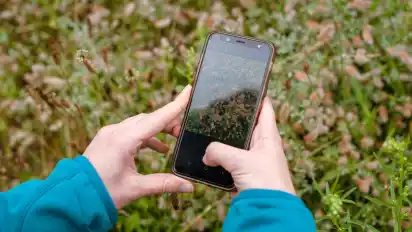 Mit der App "iNaturalist" kann man etwas über Pflanzen und Tiere lernen.