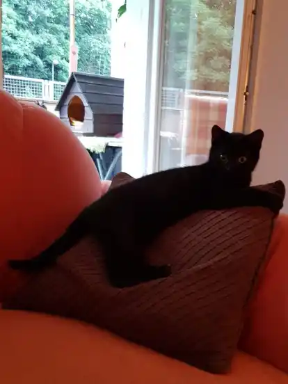 Dolly sucht ein neues Zuhause.
