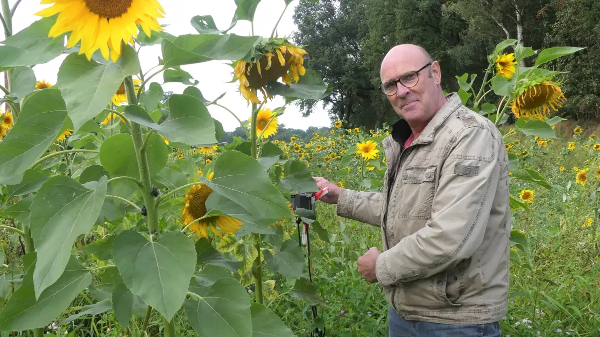 Forschungsprojekt in Bramstedt Mit Gesteinsmehl gegen den Klimawandel