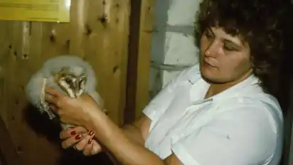 Vier junge Eulen kamen 1984 im Stuhrer Kirchturm zur Welt, drei überlebten nicht. Die vierte kleine Eule wurde deshalb von Ingrid Hiller und ihrer Familie in Heiligenrode aufgezogen und später ausgewildert.