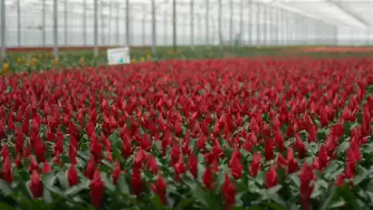 Bromelien blühen im niederländischen De Kwakel in einem Gewächshaus. Foto: picture alliance / dpa