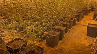 In einem Wohnhaus in Düsseldorf hat die Polizei eine riesige Cannabis-Plantage entdeckt.