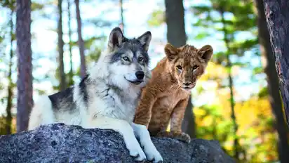 Im Kinofilm "Der Wolf und der Löwe" sind die beiden unterschiedlichen Tiere beste Freunde.