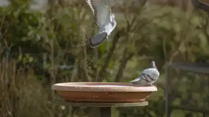 Eine Taube erhebt sich aus der Vogeltränke.