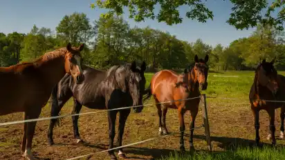 Unterwegs haben die Radler auch mal tierische Gesellschaft.