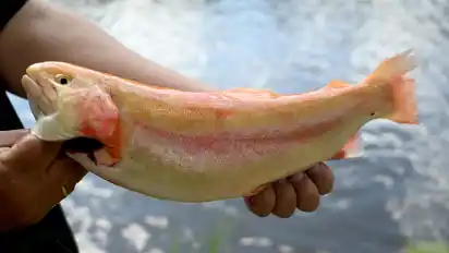 Auch eine Goldforelle wurde beim Benefiz-Angeln für das Kinderhospiz aus dem Teich geholt.