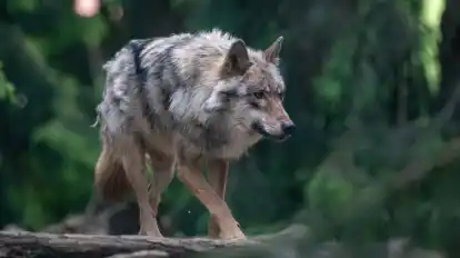 Schäfer Ralf Reinhardt sagt, seine Tiere seien von einem Wolf (Symbolfoto) gerissen worden.