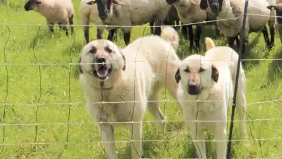 Diese Kangals werden die Schafe am Deich künftig vor Wolfsangriffen schützen.