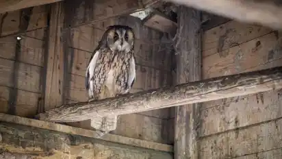 Die junge Waldohreule auf dem Hof soll nun ausgewildert werden.
