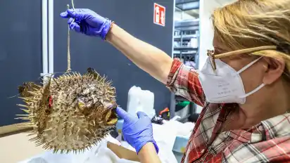 Auch das gibt es im Depot des Schifffahrtsmuseums: einen Kugelfisch, den Restauratorin Anja Hänisch ganz vorsichtig behandelt.