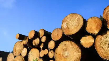 Abgeholzte Bäume liegen zu einem Polter aufgestapelt.