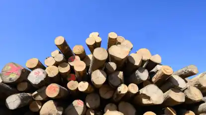 Holzstämme für den Gebrauch als Brennholz liegen auf den Betriebshof.