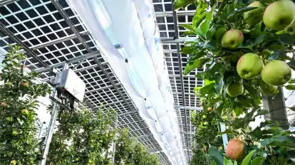 Das Dach über den Apfelbäumen von Obstbauer Hubert Bernhard erzeugt Strom aus Sonnenlicht.