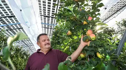 Die Äpfel von Obstbauer Hubert Bernhard werden auch unter dem Dach groß.
