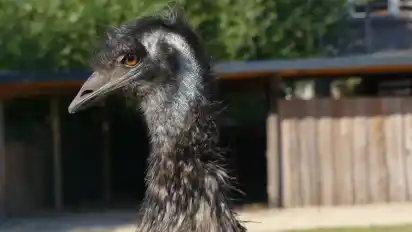 Trotz Stallpflicht und Geflügelpest: Für die Emus hat die Behörde ein Auge zugedrückt, denn für diese Tiere ist Auslauf lebensnotwendig.