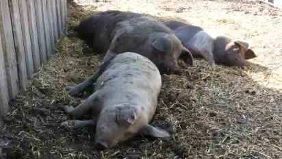 Die Bunten Bentheimer Schweine haben es sich im Schatten gemütlich gemacht.