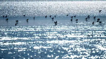 Heute gehört das Wattenmeer zum Welterbe der UNESCO.