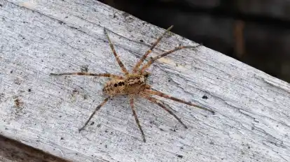 Die Nosferatu-Spinne wird inzwischen auch aus Niedersachsen und Bremen gemeldet.