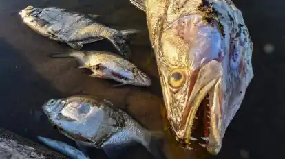 Der Nährstoffeintrag, der zu Sauerstoffmangel und Fischsterben in der Hamme geführt hat, geht nach Einschätzung der Kreisverwaltung nicht auf wiedervernässte Moorflächen zurück (Symbolfoto).
