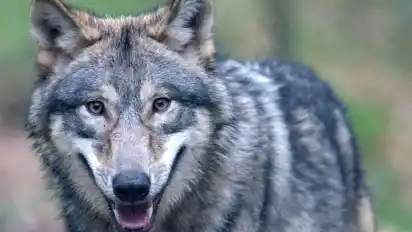 In den vergangenen Jahren werden in Norddeutschland immer häufiger frei lebende Wölfe gesichtet.