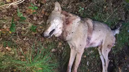 Der Wolf wurde in einem Wäldchen zwischen Stubben und dem Ortsteil Elfershude in der Gemeinde Beverstedt gefunden.