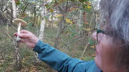 Mikaela Loosen betrachtet auf dem Warflether Sand einen giftigen Knollenblätterpilz.